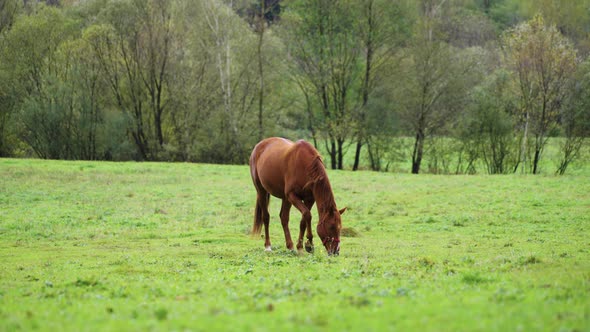 Brown horse on farm field