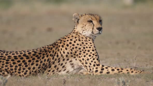 Cheetah looking focused around on the savanna 