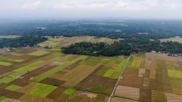 Vast landscape of forest and rice fields, high angle drone view