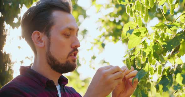 Closeup of a Man Inspecting and Smelling Fresh Hop Cones Used in Making Beer