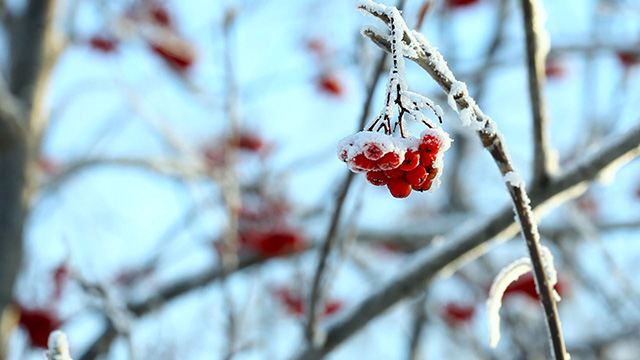 Frozen Ashberry.