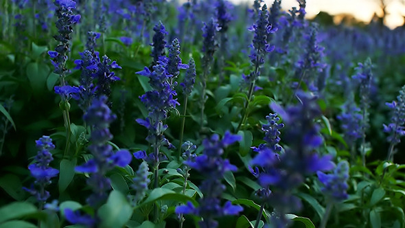 Lavender Field 02