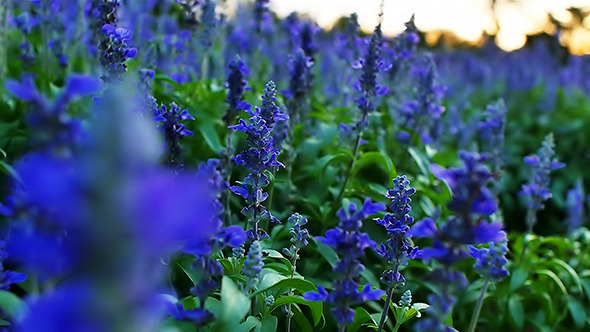 Lavender Field 01