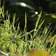 Grass Under a Rain - VideoHive Item for Sale