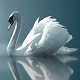 The Gentle & Elegant Swan 1