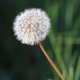 Dandelion - VideoHive Item for Sale