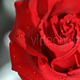 Red Rose - VideoHive Item for Sale