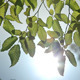 Sun Through Leaves (II) - VideoHive Item for Sale