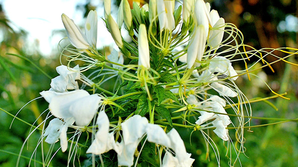 Spider Flower Cleome Cpinosa 02