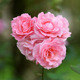 Pink Roses - VideoHive Item for Sale