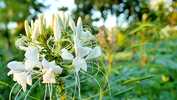 Spider Flower Cleome Cpinosa 01