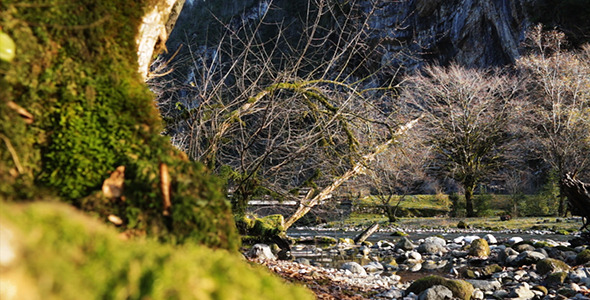 Trees Overgrown With Moss in the Forest 2 alt