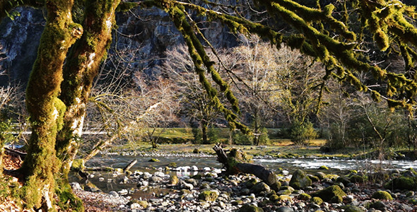 Trees Overgrown With Moss in the Forest 4 alt