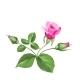 Pink Rose. - GraphicRiver Item for Sale
