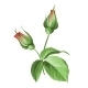 Hand Drawn Rose. - GraphicRiver Item for Sale