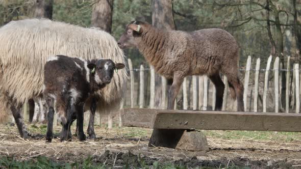 Sheep and Lambs in spring season, new life