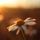 Daisy in the Sunset - VideoHive Item for Sale