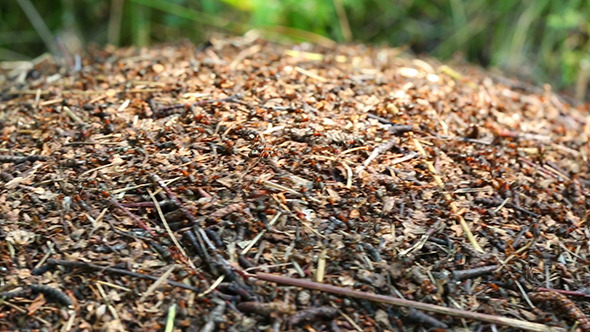 Ants Crawling On Anthill