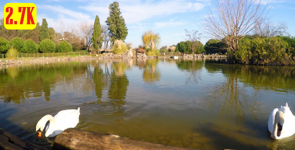 Swan and Green Lake in the Park