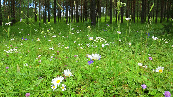 Forest Flowers