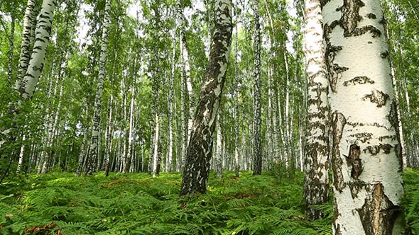Summer Birch Forest