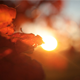 Leaf on the Tree in the Sunset - VideoHive Item for Sale