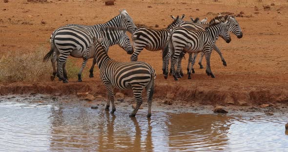 Burchell's Zebra, equus burchelli, Herd Drinking at the Water Hole, Tsavo Park in Kenya