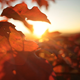 Autumn Leaves on a Tree - VideoHive Item for Sale