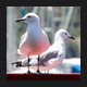 Seagulls on Deck of Ship - VideoHive Item for Sale