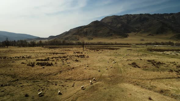 A Flock of Sheep Grazes Near High Mountains