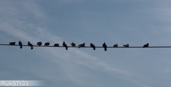 Birds Sitting On A Wires HD