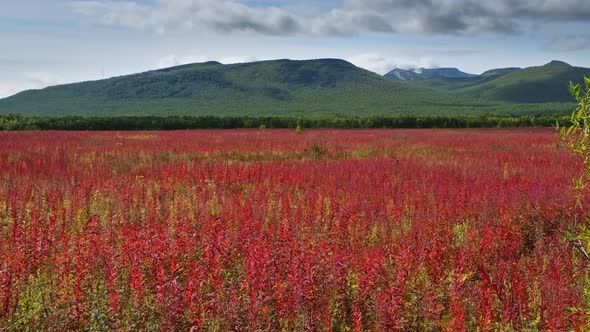 Blooming Flowers Willowherb Field