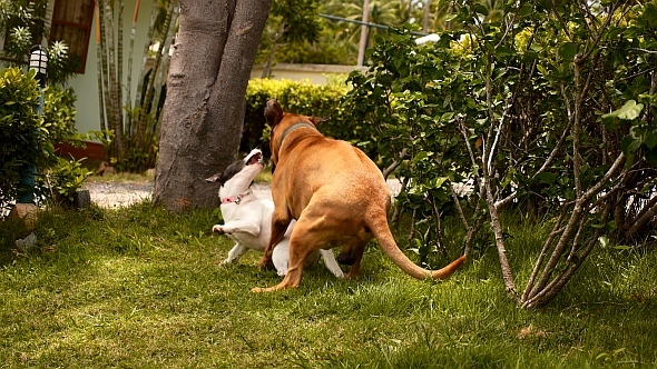 Dog Friends Playing Outdoors