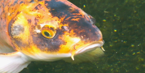 Colorful Sweet Water Fishes in Lake