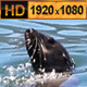 Cape Fur Seal Swim in the Sea  - VideoHive Item for Sale