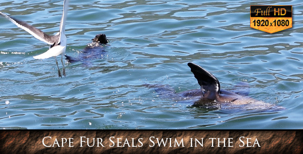 Cape Fur Seal Swim in the Sea 