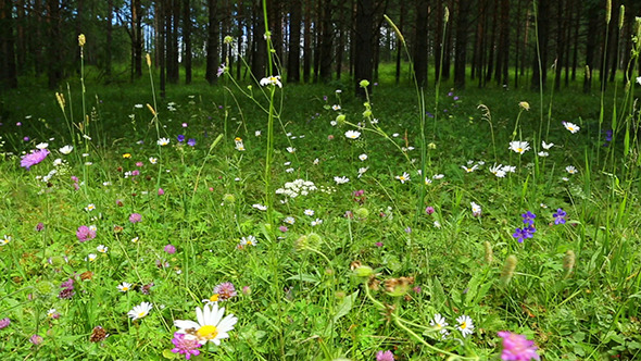 Forest Flowers alt