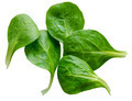 Isolated Spinach Salad Leaves - PhotoDune Item for Sale