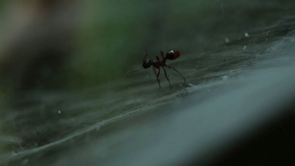 Ant Entangled in a Web