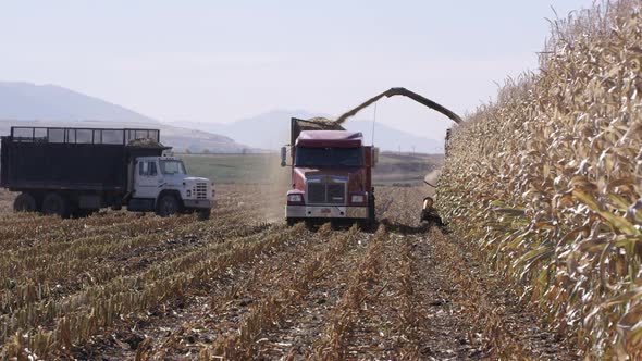 View of combine filling truck in cornfield