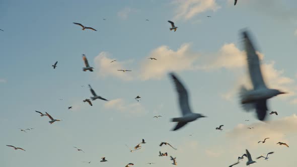 Flying seagulls in the blue sky