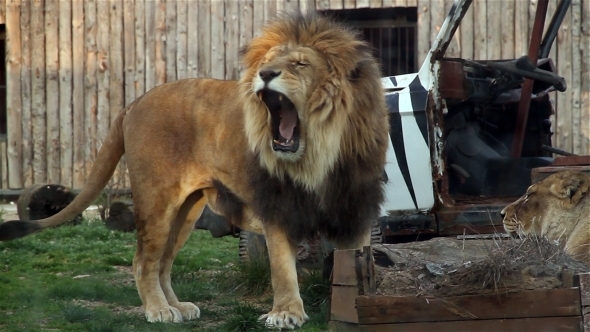 Lion Yawns