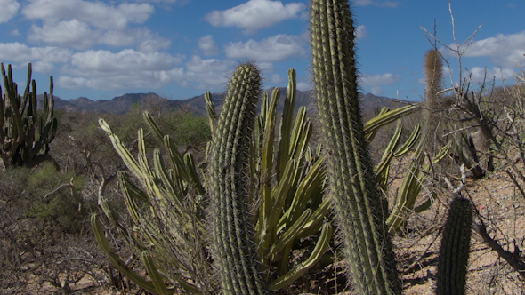 Cactus Desert Baja California Sur Mexico 5