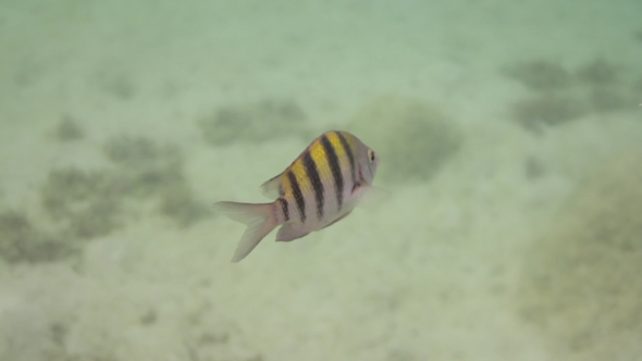 Caribbean Fish Underwater 7