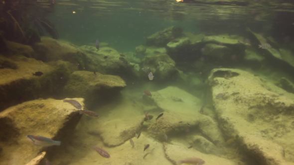 Caribbean Fish Underwater Mexico Coast 1