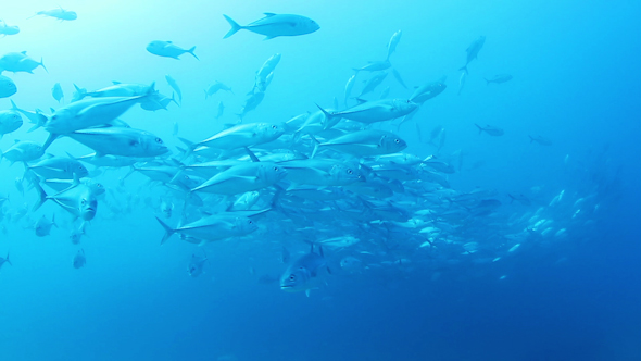 Fish Mexico Diving Baja California Sur 6