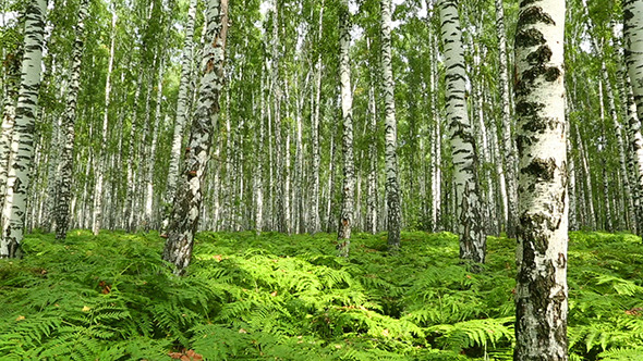 Summer Birch Forest