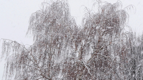 Snow Falling In A Forest