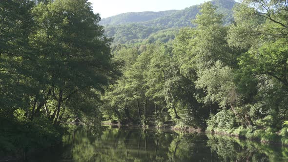 Tilt down of a creek in the forest