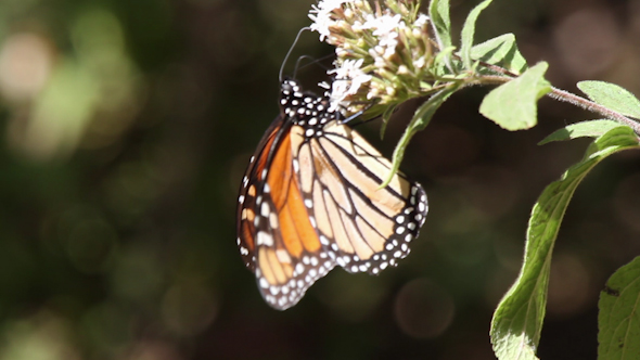 Monarch Butterfly Sanctuary Mexico 49